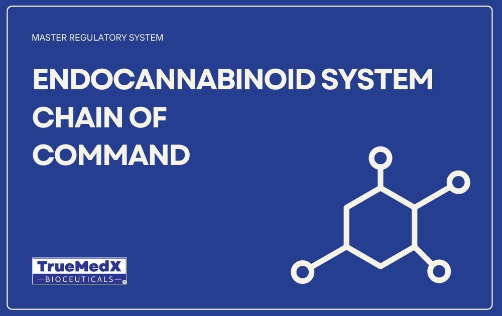 Understanding the Chain of Command within the Endocannabinoid System (ECS): A Guide for Doctors - TrueMedX Bioceuticals